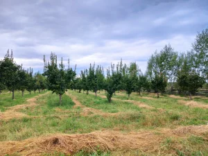 Продам участок 72 соток