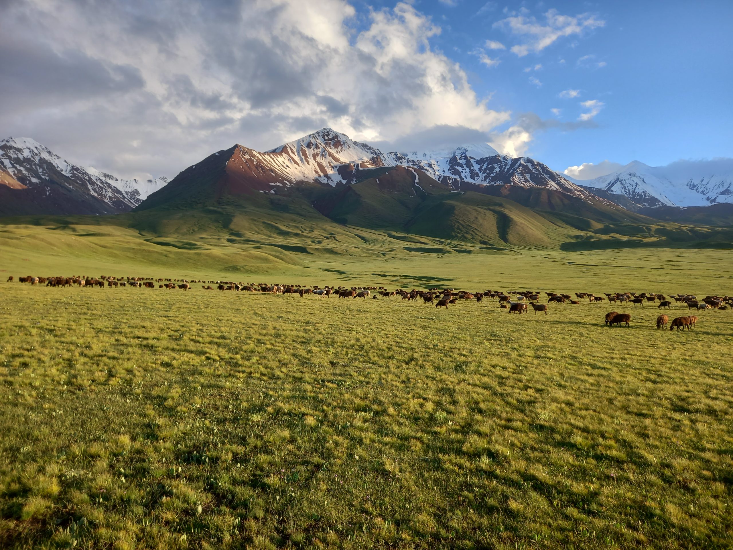 Живодноводство