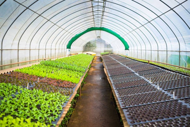 ИП Бейшеналиев