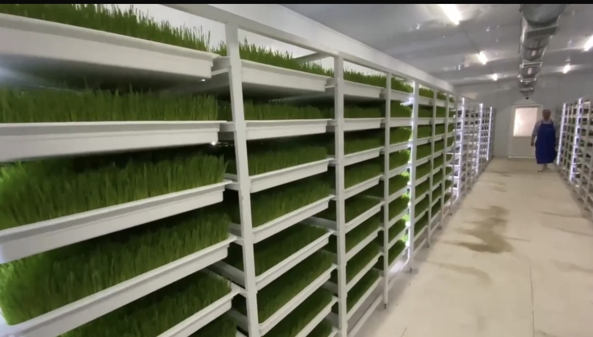 OcCO wheatgrass global проект «Кыргыз Жем»