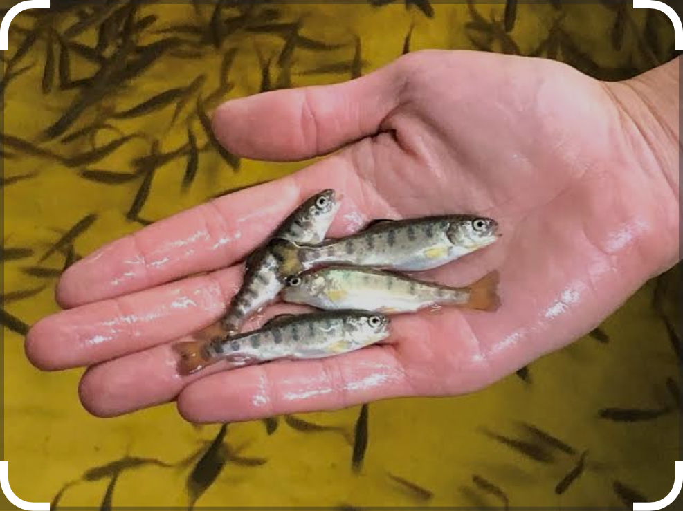 КФХ «Солто Агро»