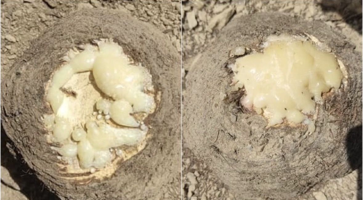 ИП Ниязалиев Ырысаалы Рустамбекович